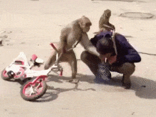 gif (2)