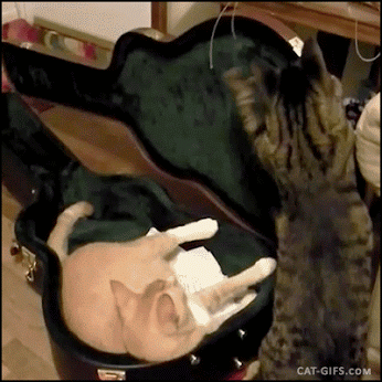 gif (8)