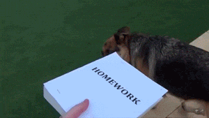 gif (9)