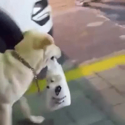 gif (1)