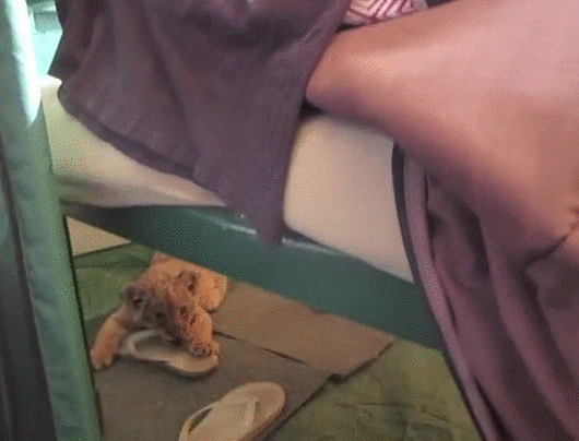 gif (17)