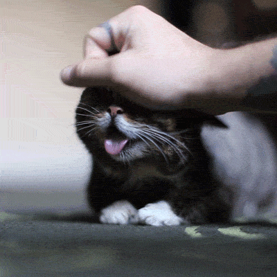 gif (29)
