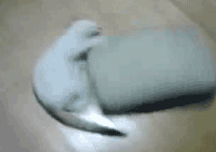 gif (30)