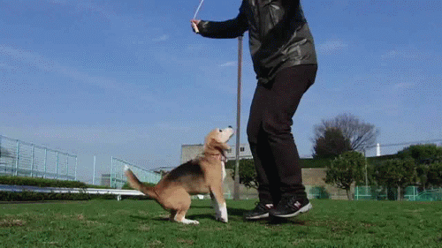gif (6)