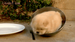 gif (1)