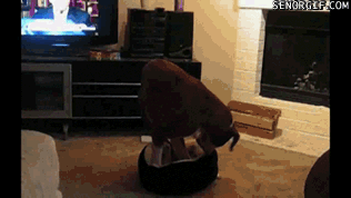 gif (14)