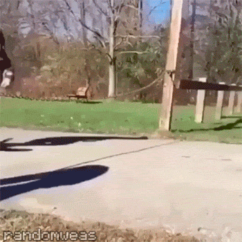 gif (20)