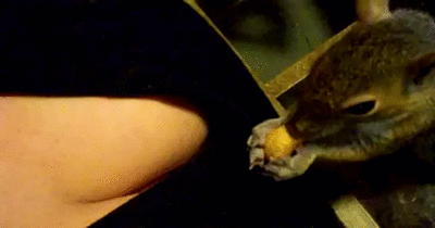 gif (23)