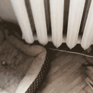 gif (24)