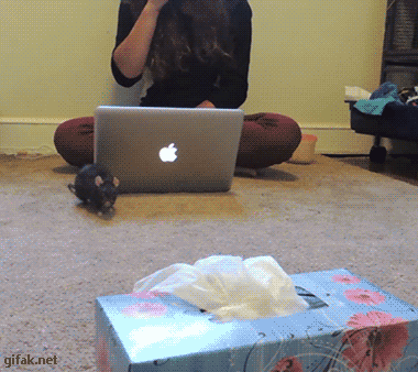 gif (27)
