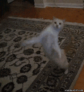 gif (6)