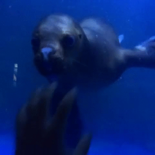 gif (10)