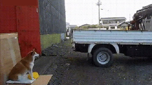 gif (4)