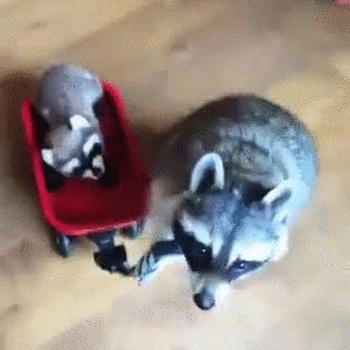 gif (2)