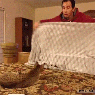gif (7)