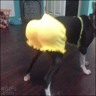 gif (28)
