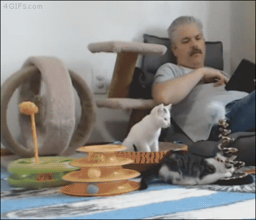 gif (1)