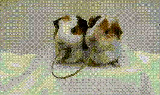 gif (2)