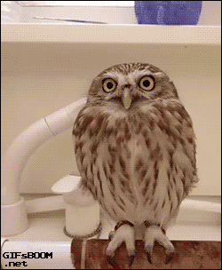 gif (29)