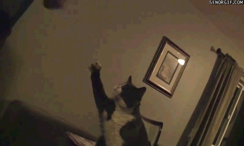 gif (1)