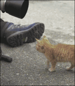 gif (2)