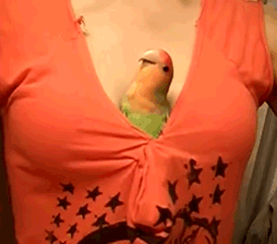 gif (22)