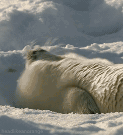 gif (7)