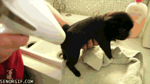 gif (8)