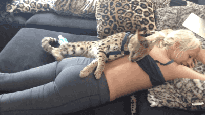 gif (9)