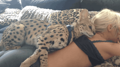 gif (11)