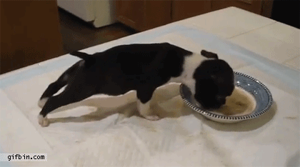 gif (8)