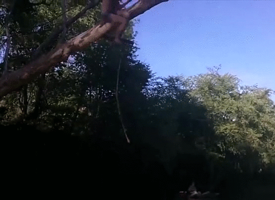 gif (14)