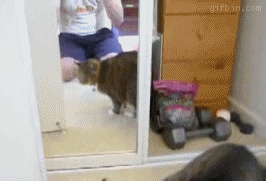 gif (17)