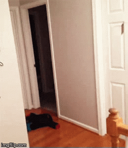 gif (8)