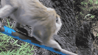 gif (9)