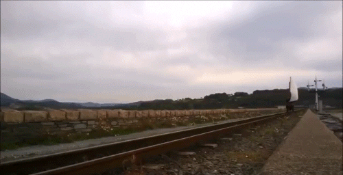 gif (3)