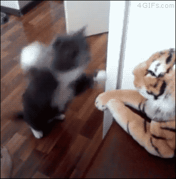 gif (11)