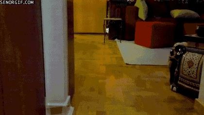 gif (22)
