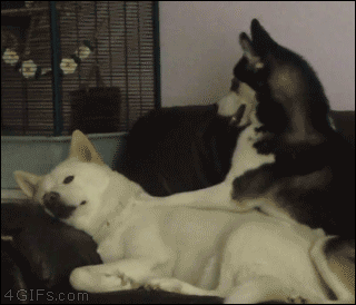 gif (2)