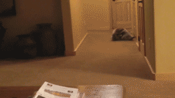 gif (25)
