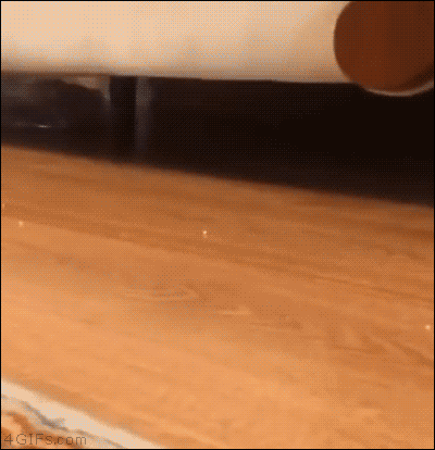 gif (4)