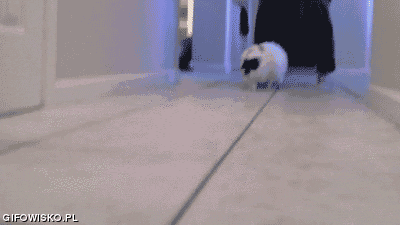 gif (5)