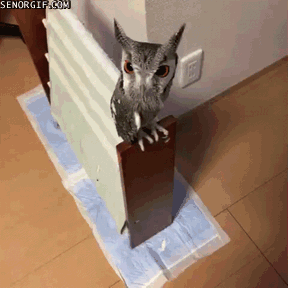 gif (6)