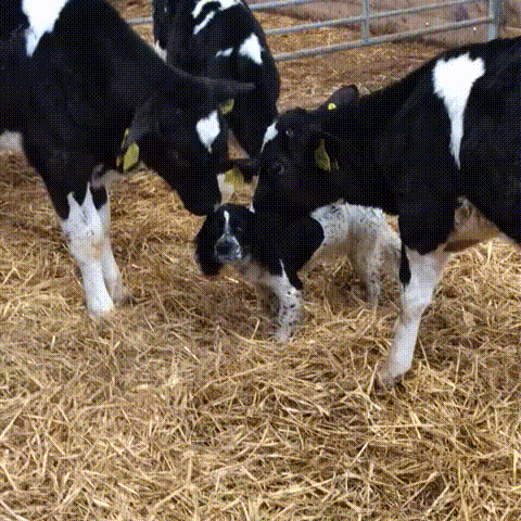 gif (21)