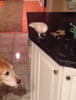 gif (3)