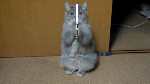 gif (13)