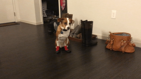 gif (29)