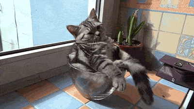 gif (3)