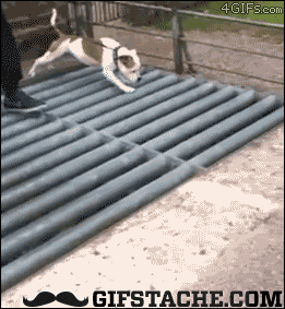 gif (4)