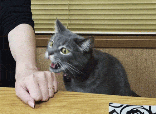 gif (12)